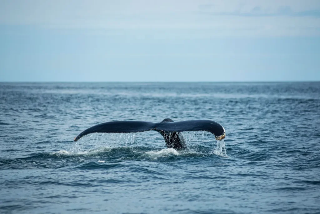 pagina-extra2-imagem-capa-13-v0s5quvpR5